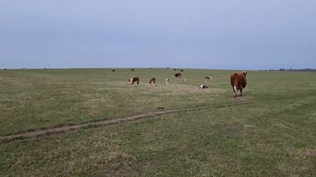 ТЕЛОЧКИ ДРУЖАТ с Бычками и Коровками, все вместе гуляют на Пастбище.... 30 апреля 21г. смотреть онлайн