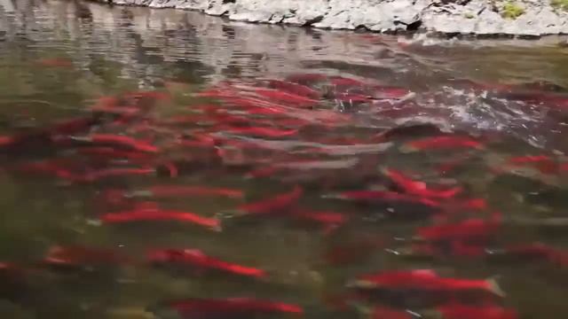 Ты Знаешь как Добывают ИКРУ Лосося? смотреть онлайн