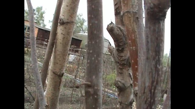 ХУРМА Как перезимовала хурма при 27 градусном морозе 2021 год