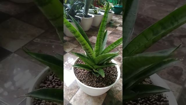 Sansevieria Hybrid 'Gabriella' || a cross of S. Balyii x S. Trifasciata futura смотреть онлайн
