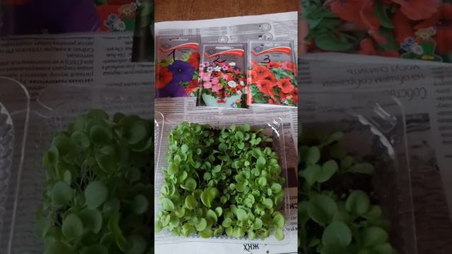 Посадка и пикирование петунии. смотреть онлайн