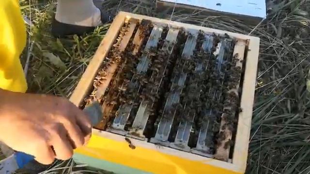 Нуклеус на 2 маткоместа на базе альпийского корпуса мфу смотреть онлайн