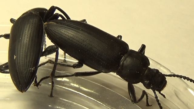 Жуки Монстры: Супер Хрущак Zophobas morio (Coleoptera, Tenebrionidae) смотреть онлайн