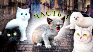 Котёнок НЕ ПЛАЧЬ! Мы тебя СПАСЁМ! ЧАСТЬ 1 Подряд 4 СЕРИИ