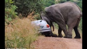 топ 10 самых опасных жывотных