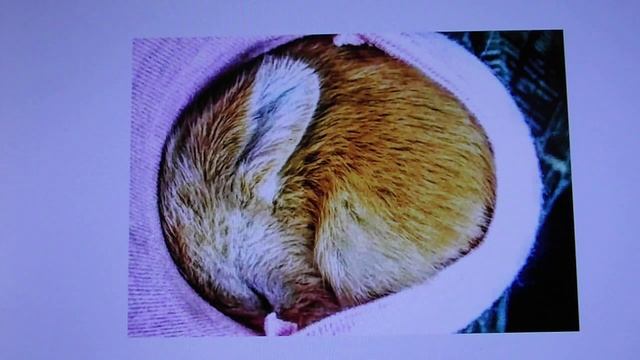 Внутри мамы - Стих Inside Mom - poem смотреть онлайн