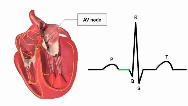 Anatomy & Physiology Online - Cardiac conduction system and its relationship with ECG смотреть онлайн