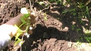 Размножение лимонника китайского