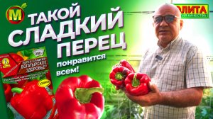 Крупноплодные перцы. Толстостенный сладкий перец БОГАТЫРСКОЕ ЗДОРОВЬЕ