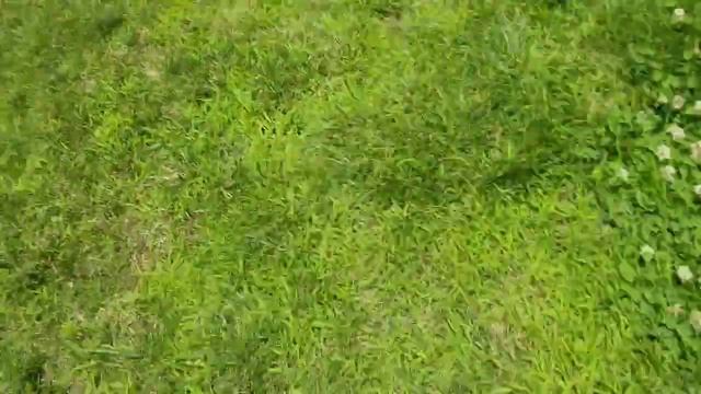 Sacrificing fruit to the Chocolate Milk Carton Lord at SuMmEr ScHoOl смотреть онлайн