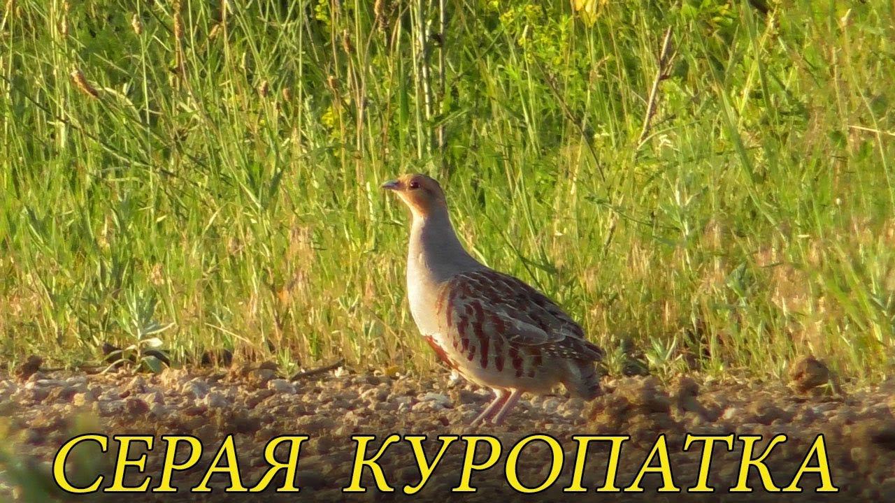 Серая Куропатка / Grey partridge / Starna смотреть онлайн