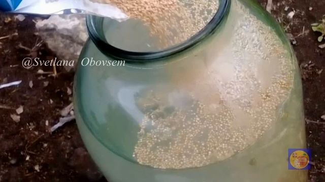 #ПОДКОРМИ КЛУБНИКУ ВО ВРЕМЯ ЦВЕТЕНИЯ И ПЛОДОНОШЕНИЯ.И ОНА ЗАВАЛИТ ВАС КРУПНЫМИ СЛАДКИМ ЯГОДАМИ смотреть онлайн