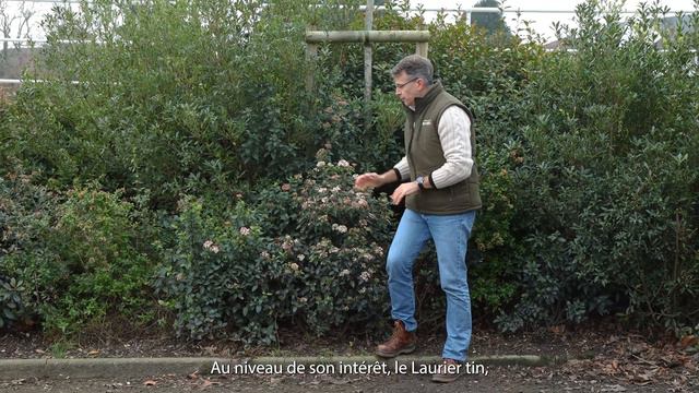 VIBURNUM TINUS - Quelle plante pour mon jardin? смотреть онлайн