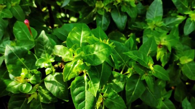 Everything about Mirabilis JALAPA flower is in this video смотреть онлайн