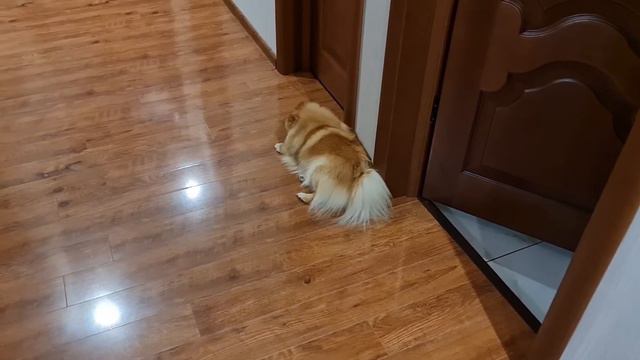 Шпиц без своего лакомства спать не идёт.🤪😘 смотреть онлайн