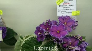 Сорта фиалок по цветам. Дом Фиалки. Региональные коллекционеры.