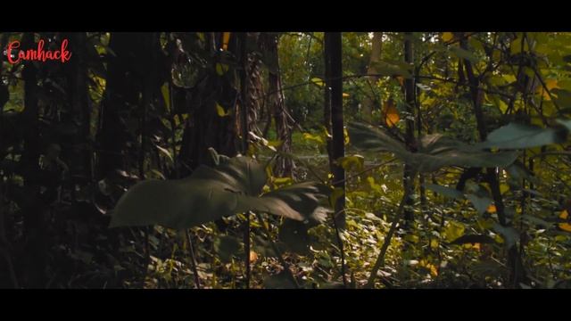 NIKON D 3500 CINEMATIC VIDEO with Nikkor 18-55mm | SAMPLE VIDEO |CINEMATIC смотреть онлайн