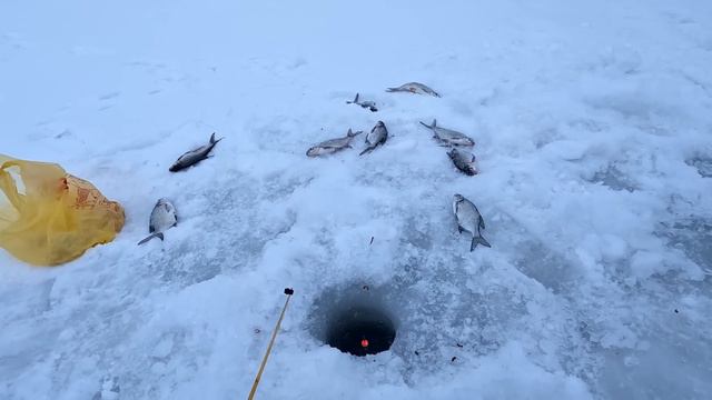 Рыбалка на поплавок 4 февраля 2024 г на реке Возле моста! Ушёл из дома на рыбалку и наловил их... смотреть онлайн