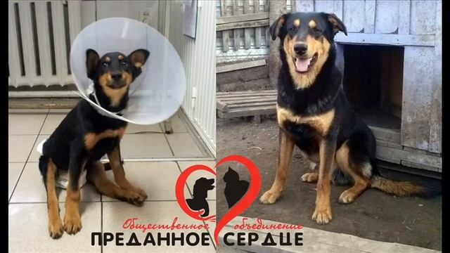 ОО "Преданное сердце" построим приют мечты... смотреть онлайн