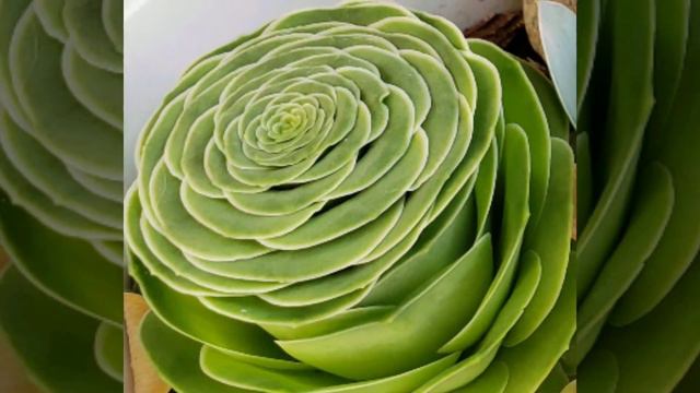 Rose Succulent (Greenovia Dodrantalis)