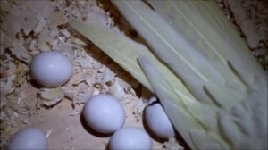 вылупление птенца кореллы