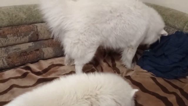 Чистка зубов собаке. Trixie Denta Fun каучуковый мяч для собак. До и после смотреть онлайн