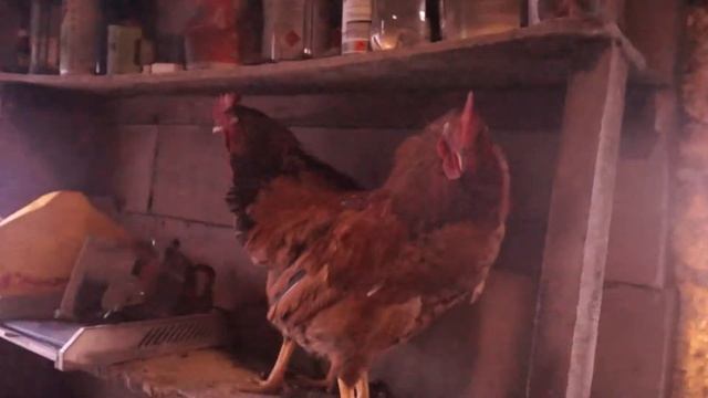 Обменяю двух петушков на курочек. смотреть онлайн