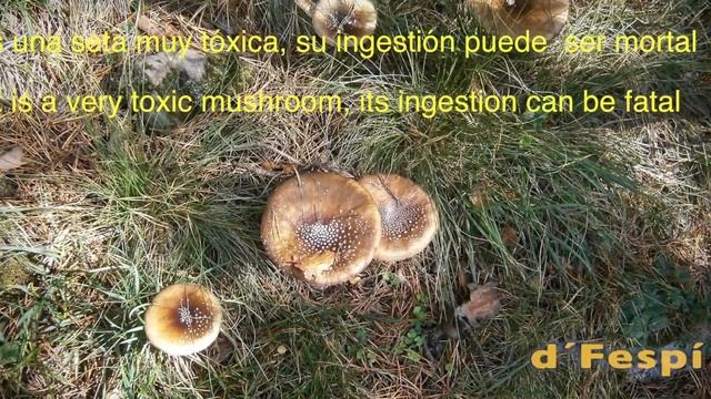 AMANITA PANTHERINA --20iyT-- Hongos basidiomicetos-- смотреть онлайн