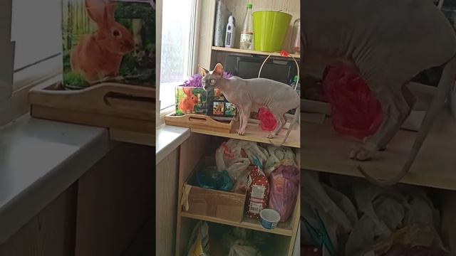 сфинкс охотится за голубем смотреть онлайн