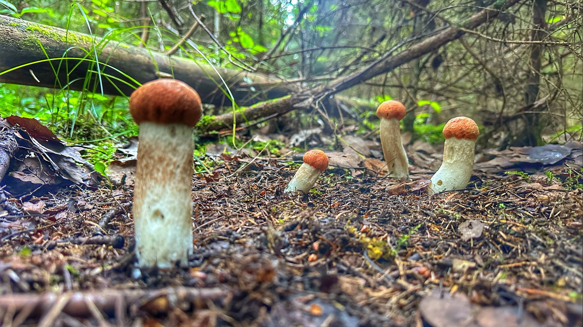 БЕСПОДОБНАЯ ТИХАЯ ОХОТА! ВЕСЬ ЛЕС ГОРИТ КРАСНЫМ ПЛАМЕНЕМ. ШЛЯПКИ ПОДОСИНОВИКОВ ТОРЧАТ ПОВСЮДУ смотреть онлайн