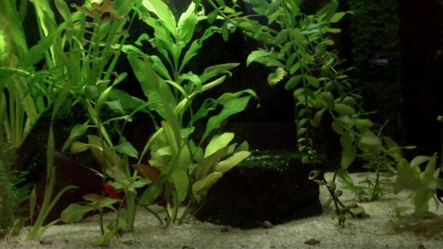 Labeo Bicolor смотреть онлайн