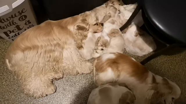 Как сладок сон 🤗 смотреть онлайн