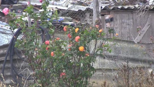 Глубокая осень-Керчь. Розочки на заброшенной даче. смотреть онлайн