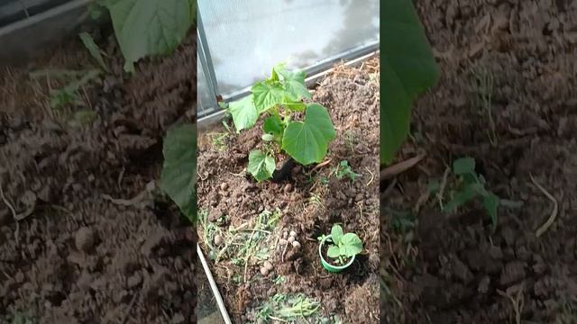 Сажаем огурцы (2023) смотреть онлайн