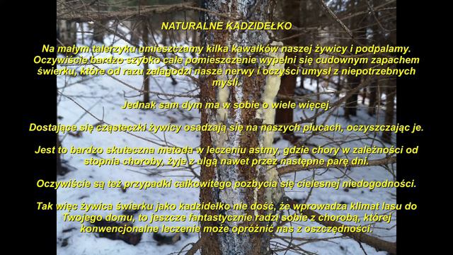 Żywica świerkowa dla astmatyków. смотреть онлайн
