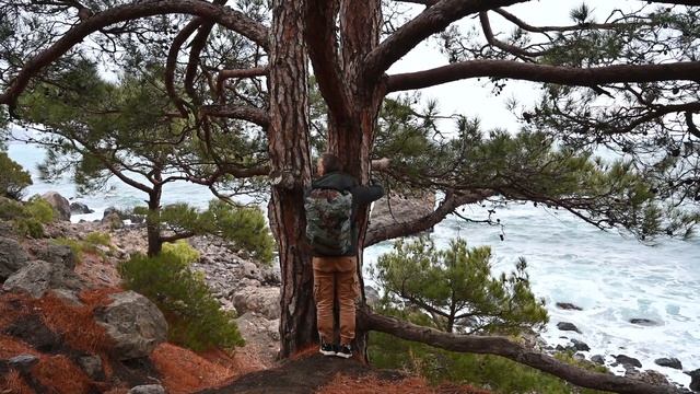 Прогулка у моря. Обнимаю деревья. Единение с природой. Крым. Новый Свет. Красота. 4K смотреть онлайн