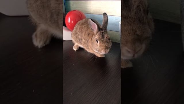 Домашний вислоухий кролик смотреть онлайн