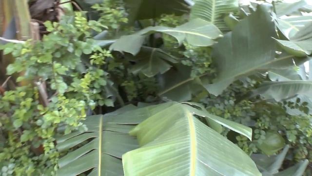 Strelitzia nicolai - grow & care (Bird of paradise plant) смотреть онлайн