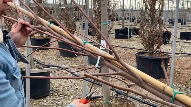 Как правильно обрезать клен. Весенняя обрезка лиственных крупномеров., смотреть онлайн