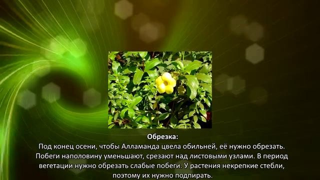 Как ухаживать за алламандой смотреть онлайн