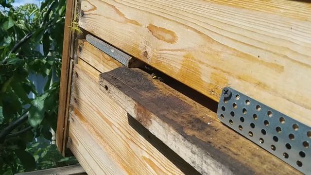 Колодное пчеловодство. 22.06.19 г. Маленький рой 2. смотреть онлайн