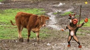 Весёлая корова танцует и поёт Мычание коровы для детей