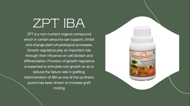 Growth Of Croton Plant Grafts At Various Doses Of ZPT IBA - Group 7_PA-C