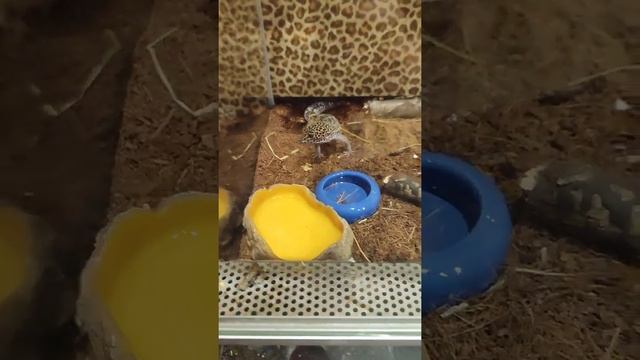 Ящерица Леопардовый Геккон Адик смотреть онлайн