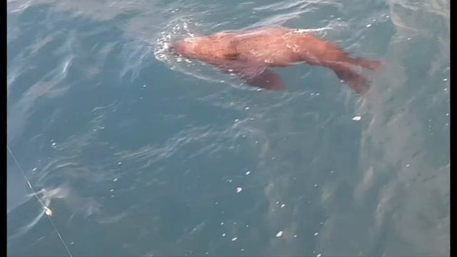 Охотское море. Западная Камчатка. Сивучи. Брачные игры. смотреть онлайн