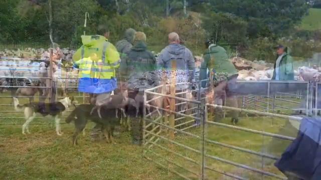 Сборник красивых и милых коз и козлят смотреть онлайн