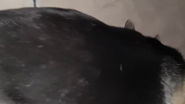 Прибежало 2 демона, остался один  Пес Дар разговаривает со мной утром