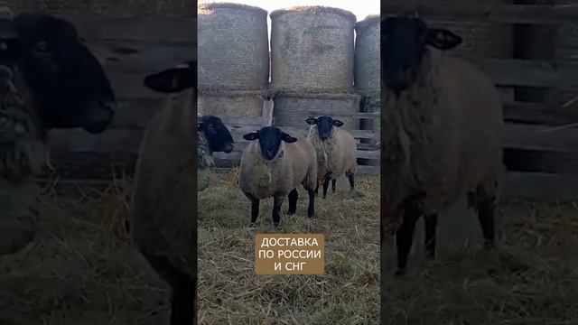 Отзыв о компании Эльстадо! Бараны Суффолк смотреть онлайн