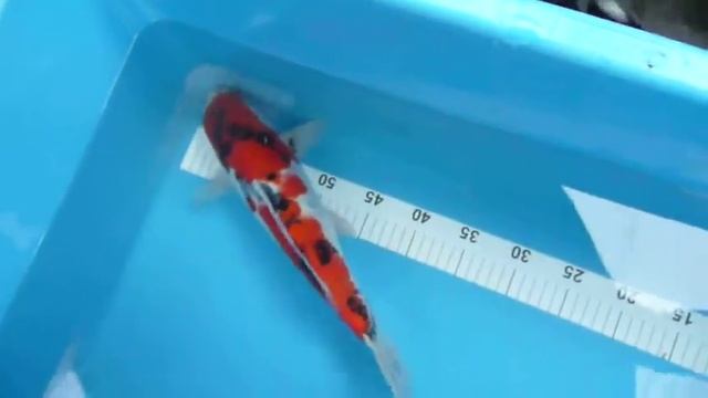 Breeder Takahashi. Showa. Mk 122. смотреть онлайн