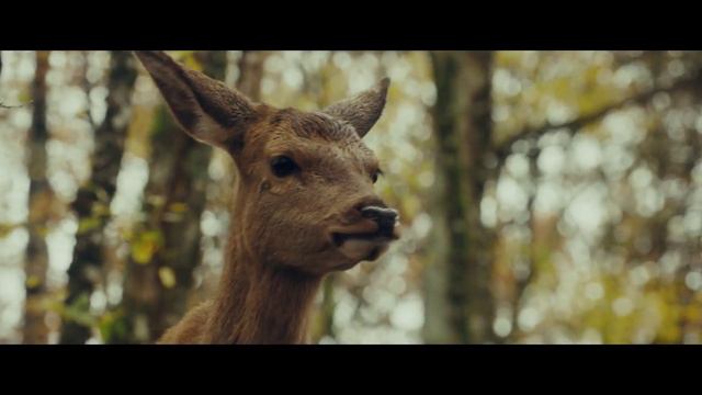 Бемби. История жизни в лесу | Трейлер | В кино с 17 октября смотреть онлайн